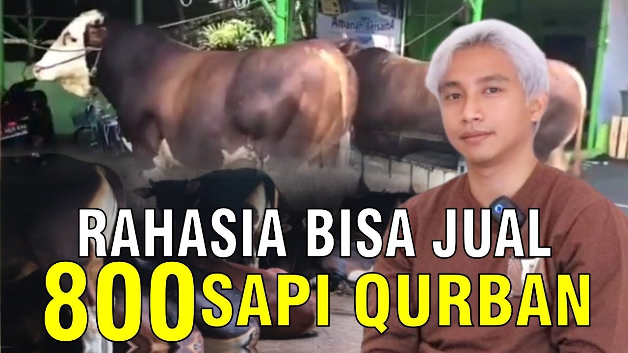 
                                 Sukses-Jual-Ratusan-Sapi-800-Ekor-Di-Bekasi